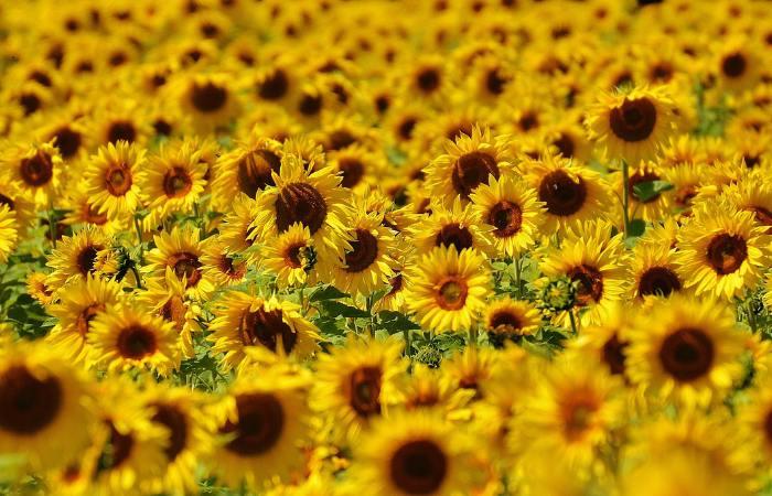 I 10 migliori campi di girasoli d'Italia