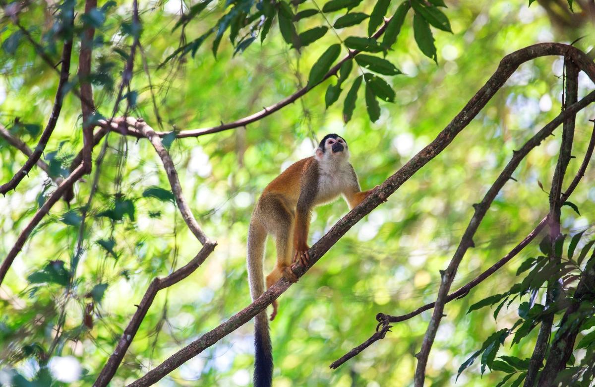 Naturräume in Costa Rica zur Beobachtung wilder Tiere