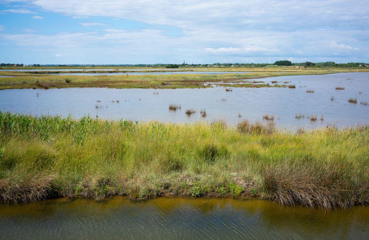 Die Landen: Naturschutzgebiet Marais d'Orx