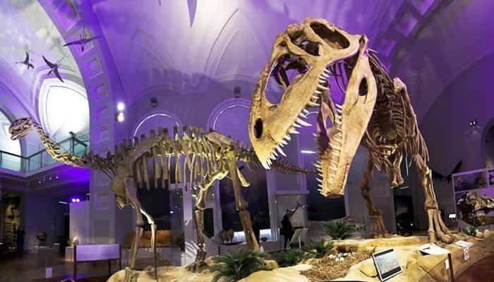 Naturhistorisches Museum Helsinki mit Kindern