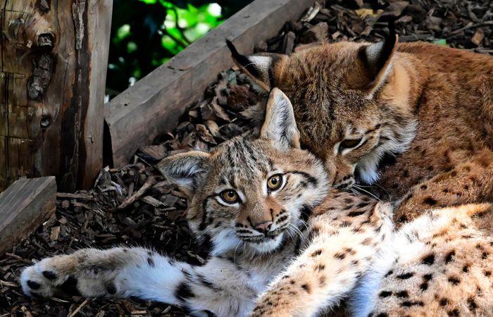 Alpen Zoo Innsbruck