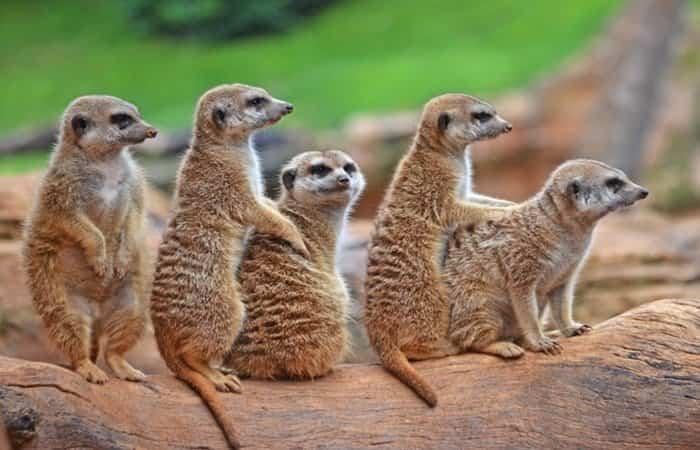 Bioparc de Valência
