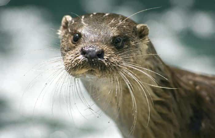 Nutria no Vale de Arán