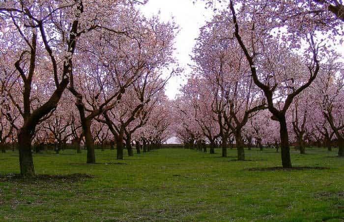 Parco Quinta de los Molinos