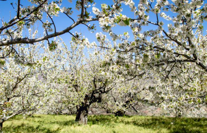 Ländliche Fluchten: Jeretal, Kirschblüte