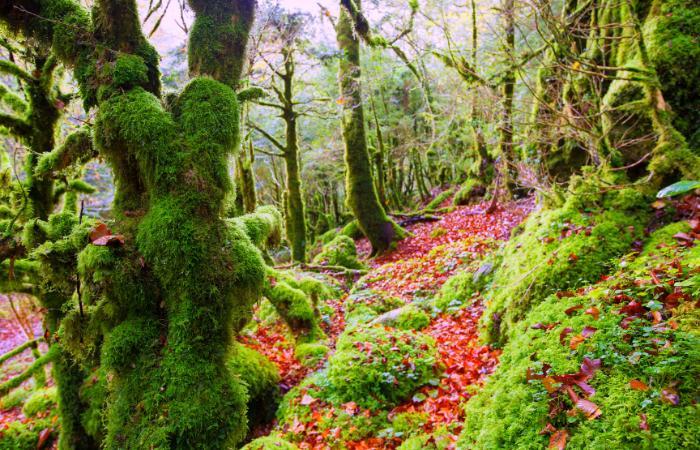 Irati-Wald Navarra