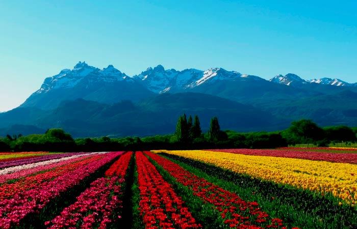 Trevelin Argentinien Anden Tulpen