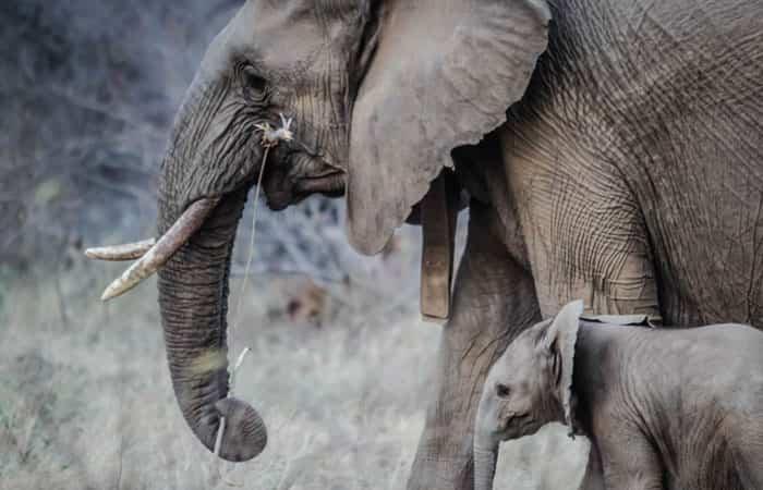 Elefante con il suo cucciolo