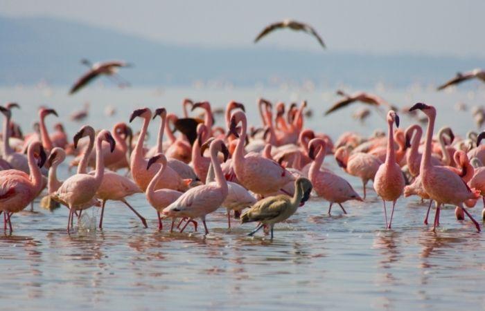 Kenya con bambini: fenicotteri al lago Nakuru