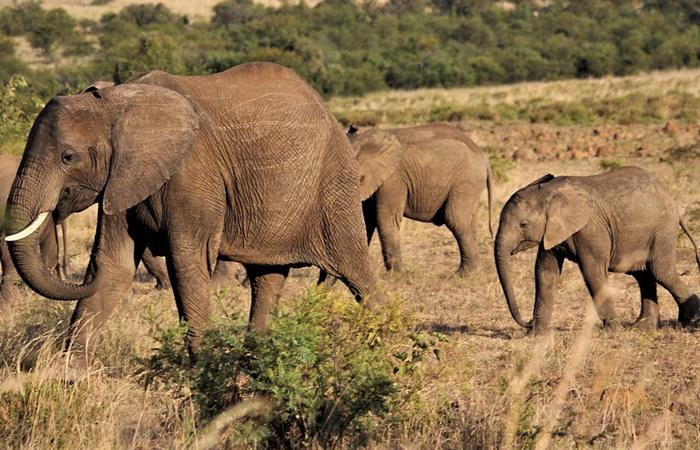 Afrikanische Elefanten, Kruger-Nationalpark, Südafrika