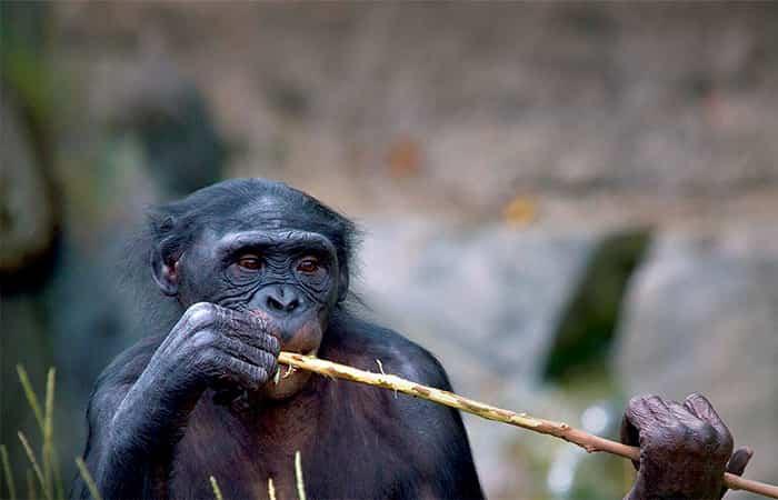 California con bambini, zoo di San Diego