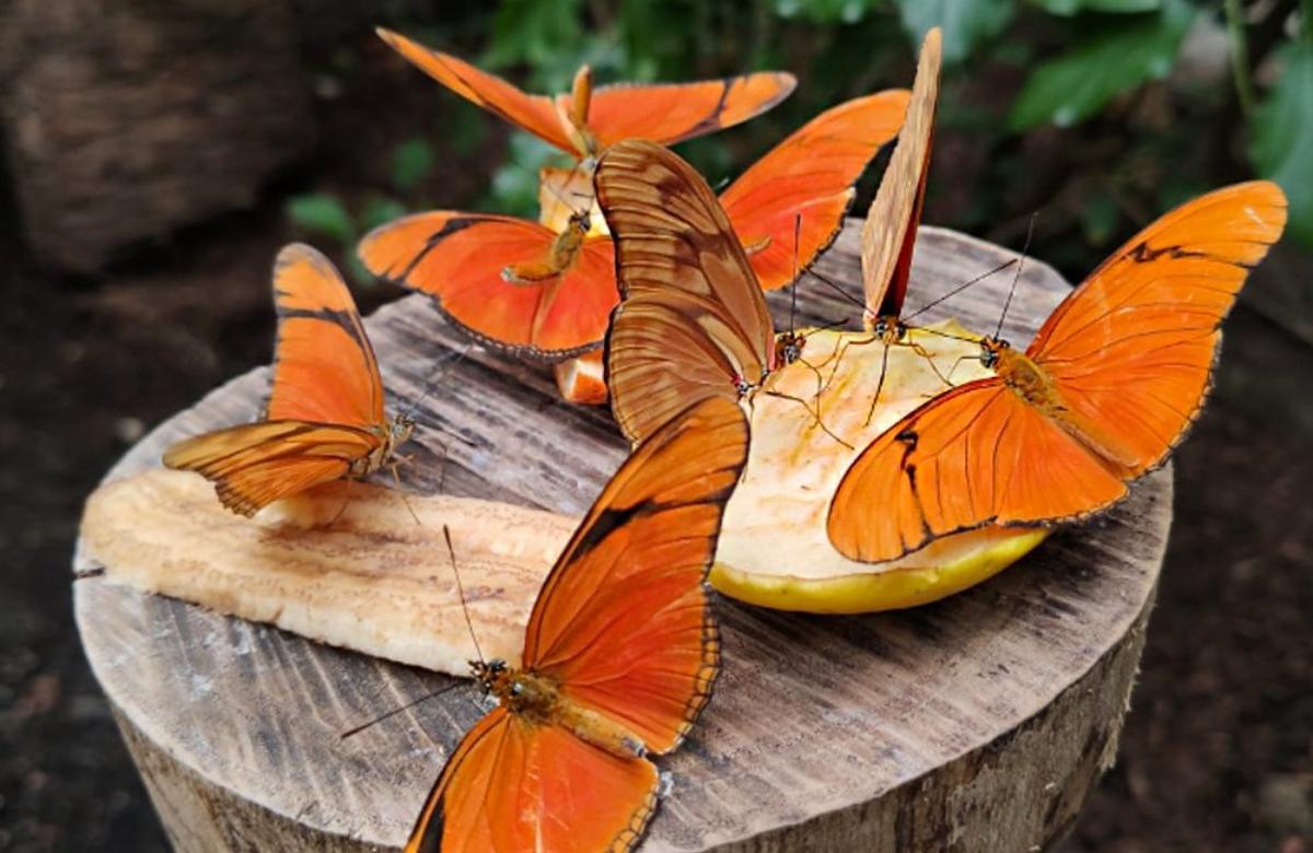 faunia madrid lugares para ver mariposas