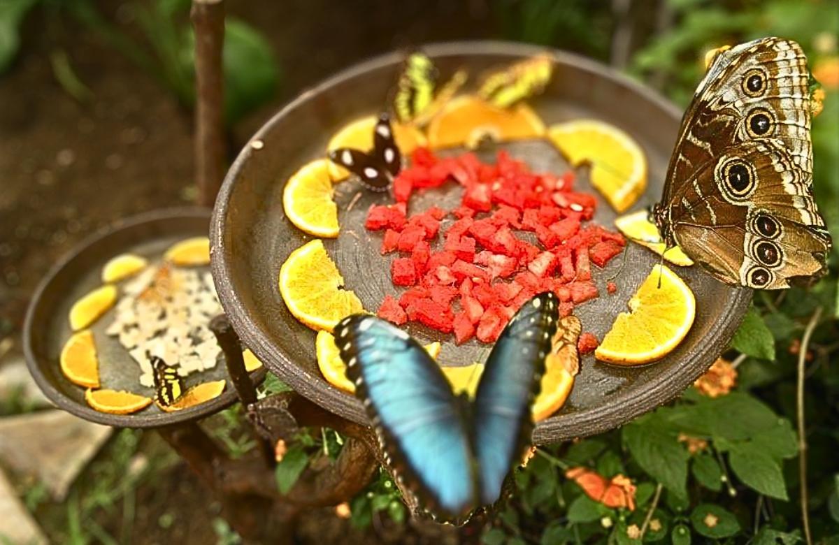 Mariposario de Benalmádena