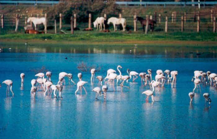 Doñana Park