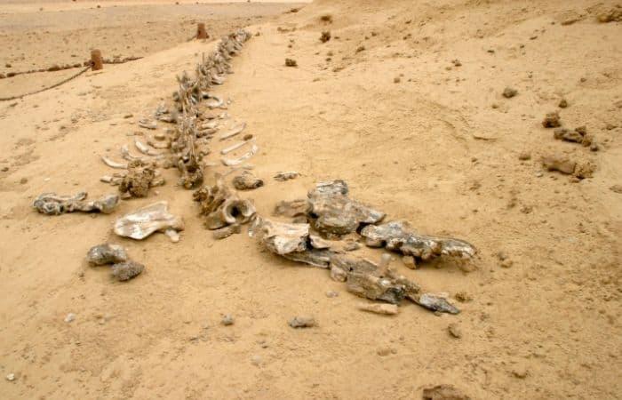 Interessantes über die Wüste Sahara