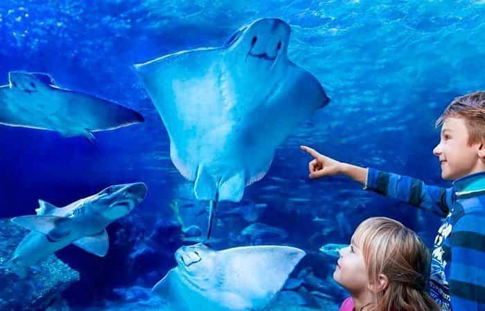 AquaDom
