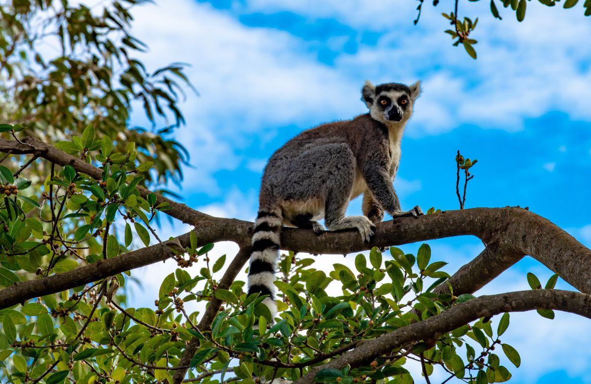Curiosità del Madagascar: lemure