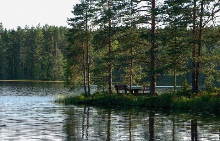 Wald neben einem See. Kuriositäten über Finnland