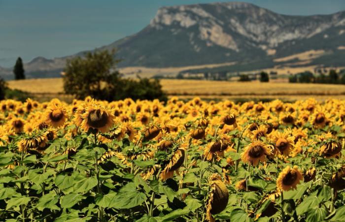 Campi di girasoli di Bureba Burgos