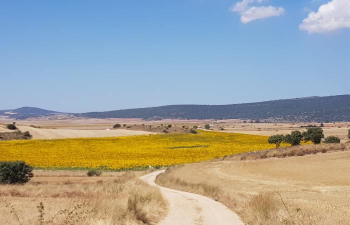 Campi di girasoli Soria