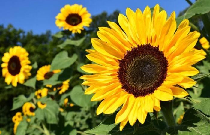 Campo di girasoli ad Agaete, Spagna