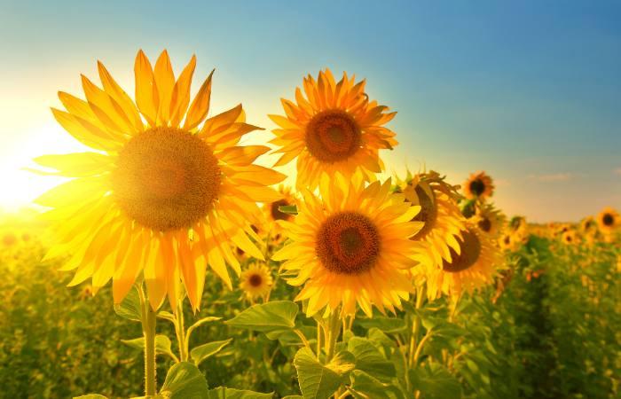 Girasoli a Cuenca