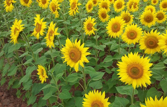 Brihuega fiori gialli con semi di pipas