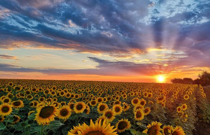 Paesaggio di fiori gialli a Tarancón