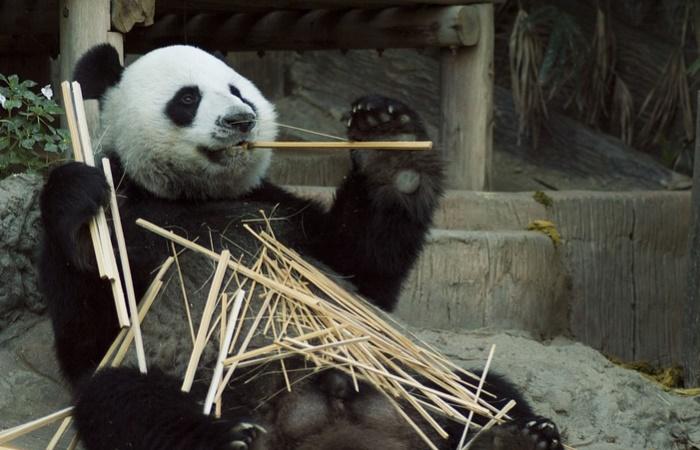 Panda-Bär, bedrohte Art