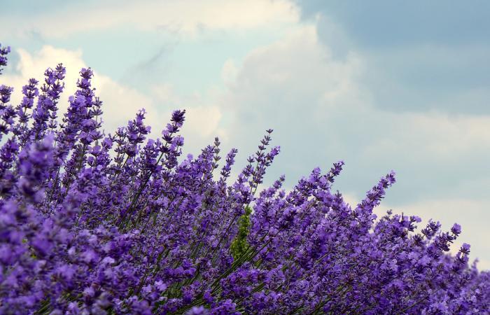 tiedra valladolid espanha lavanda