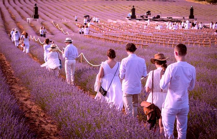 Quando pensamos em lavanda na Espanha, pensamos em Brihuega
