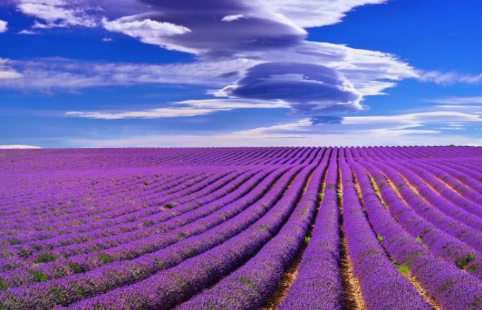 Campos de lavanda mais bonitos da Espanha