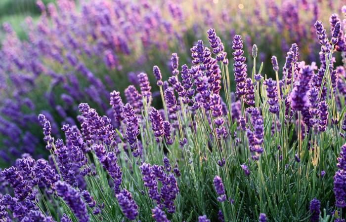campos de lavanda olite navarra