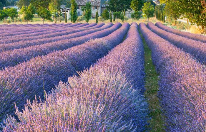 fileiras de aromáticas roxas em soria espanha
