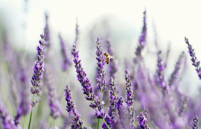 Santa Eulàlia de Ronçana lavanda espanha