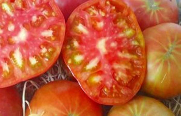 Rosa Tomate aus Barbastro