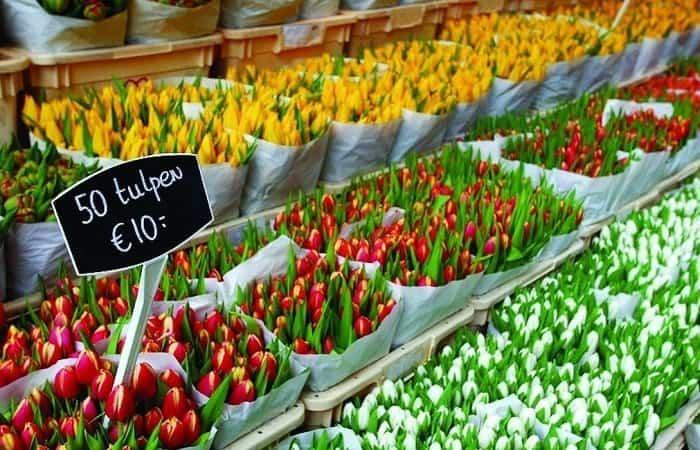 Blumenmarkt | Mit Kindern nach Amsterdam reisen
