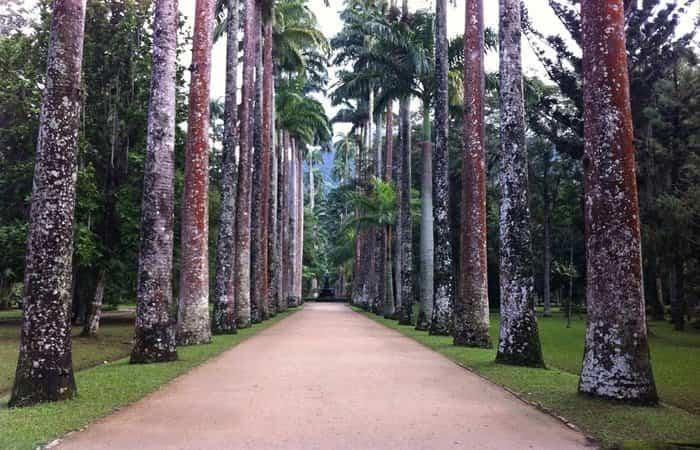 Brasilien, Palmavenue im Botanischen Garten von Rio de Janeiro