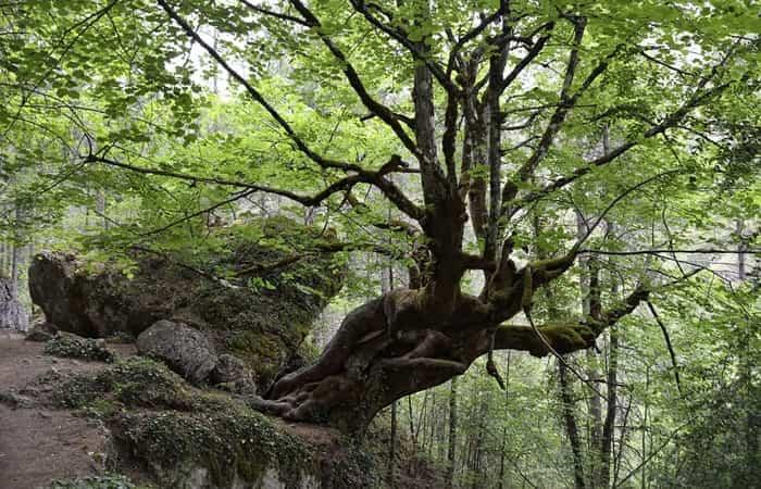 Atemberaubende Brücken auf Wanderungen durch Schluchten und Canyons