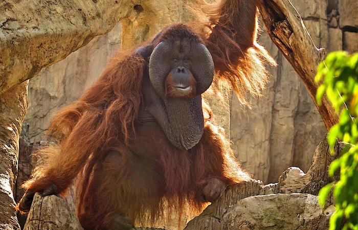 bioparc fuengirola