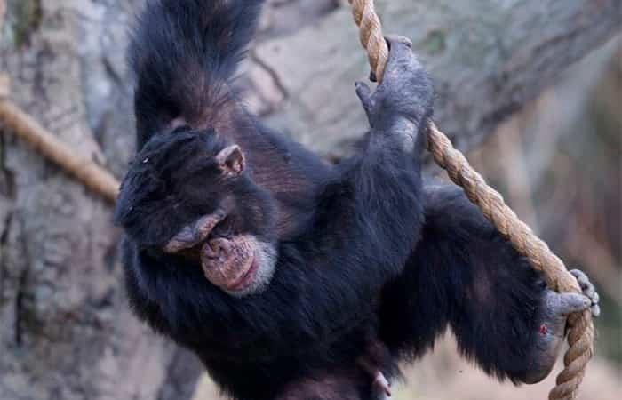 Dublin mit Kindern, Zoo im Phoenix Park