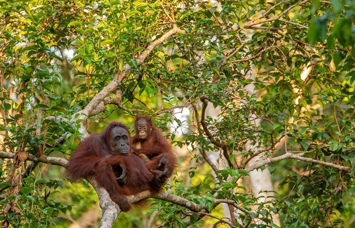Kuriositäten über Indonesien: Biodiversität
