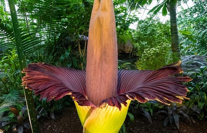 Kuriositäten über Indonesien: Flora