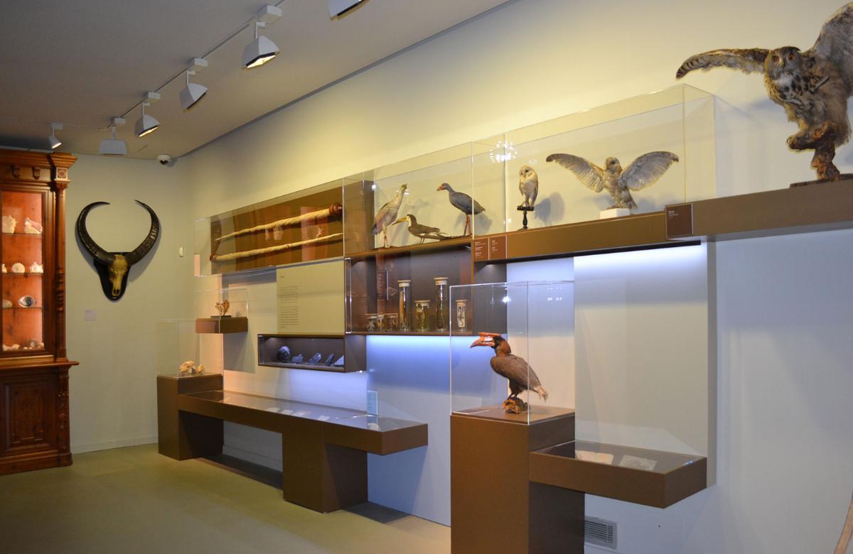 Museo Scienze Naturali Università Zaragoza