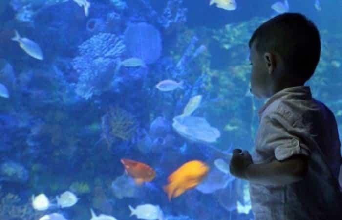 Acuario Imbursa | Mexiko-Stadt mit Kindern
