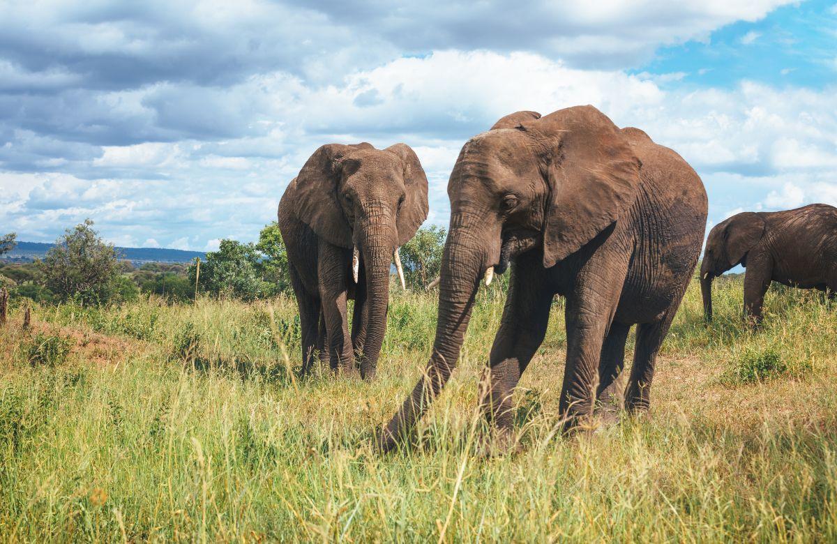 Tarangire-Nationalpark: Elefanten