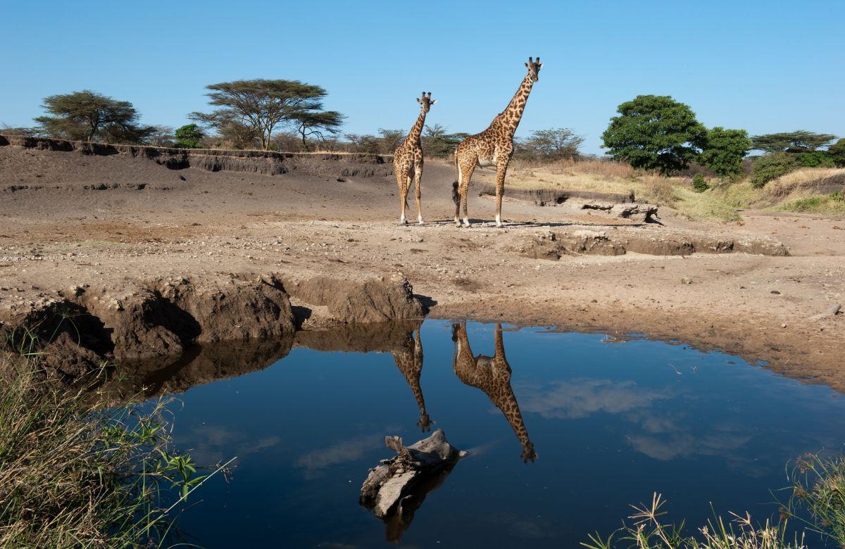 Serengeti: Giraffen