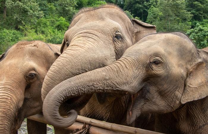 Curiosità sulla Thailandia: Elefanti