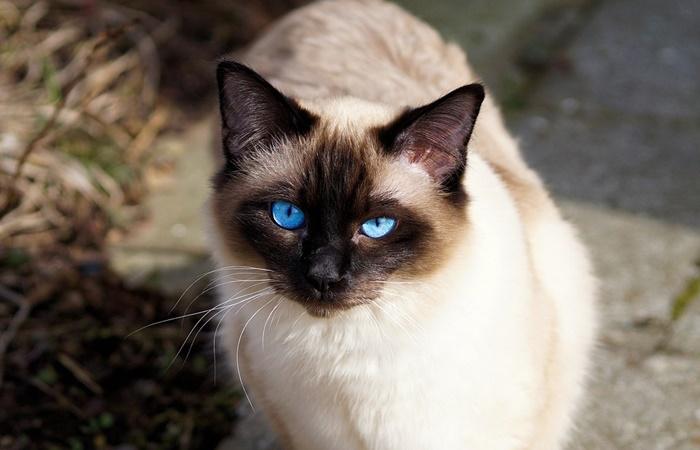 Gatto siamese