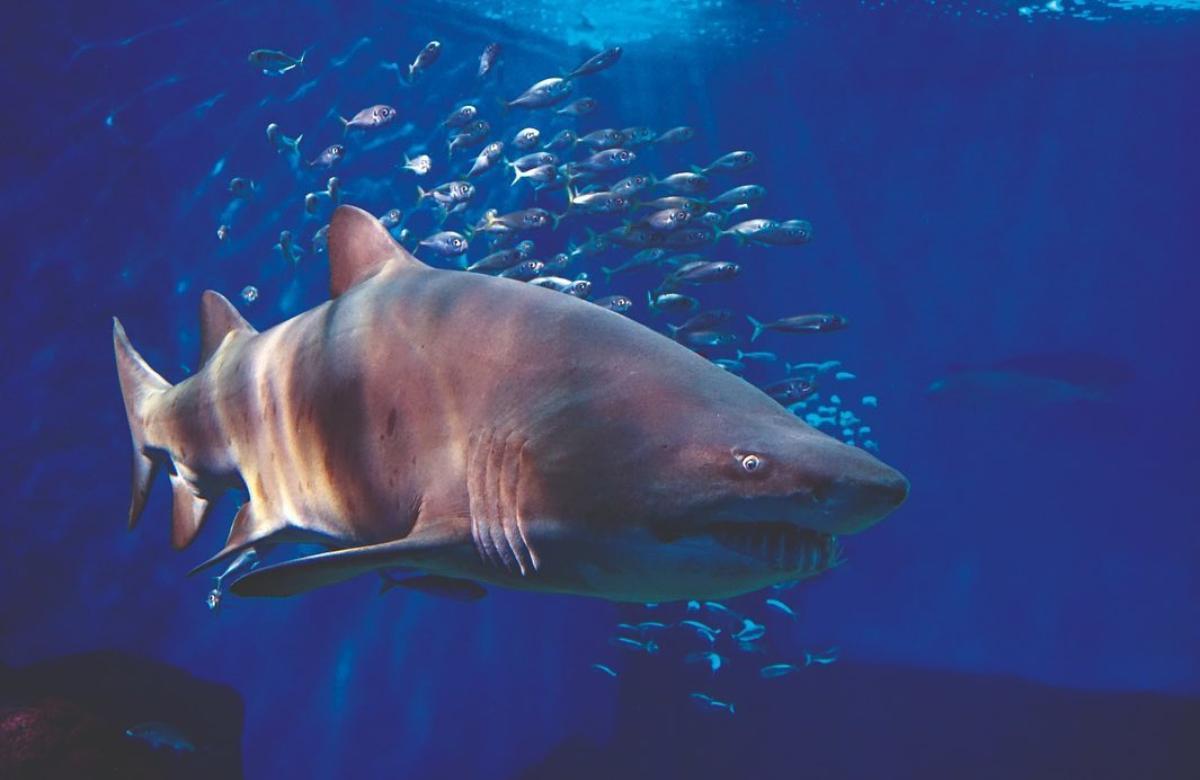 Aquarium von Sevilla Museen in Sevilla mit Kindern
